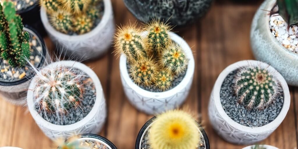 نصائح العناية بالصبار